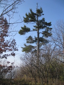 Les grands pins disparus de la pointe Deschênes,Collection Lisa Mibach, octobre 2012